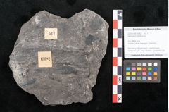 Foto (Objekt + Etikett) von Alethopteris whitbyensis (NHMW-GEO-2024-0188-10482)